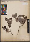 Foto von Salix aurita L.